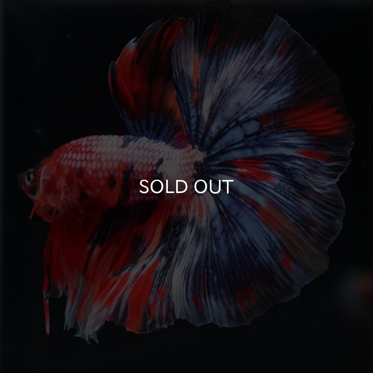 画像7: HM　キャンディギャラクシー (7)