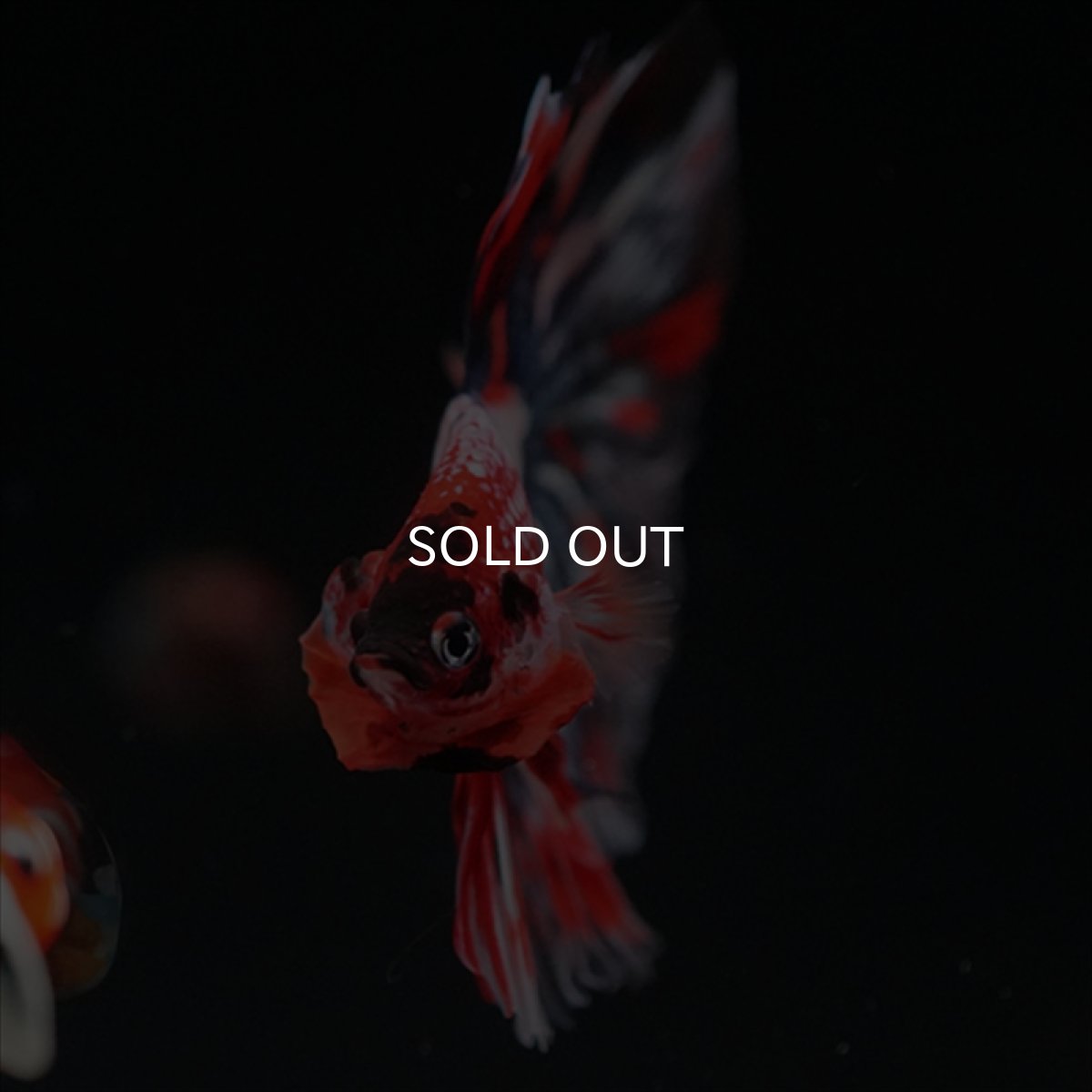 画像6: HM　キャンディギャラクシー (6)