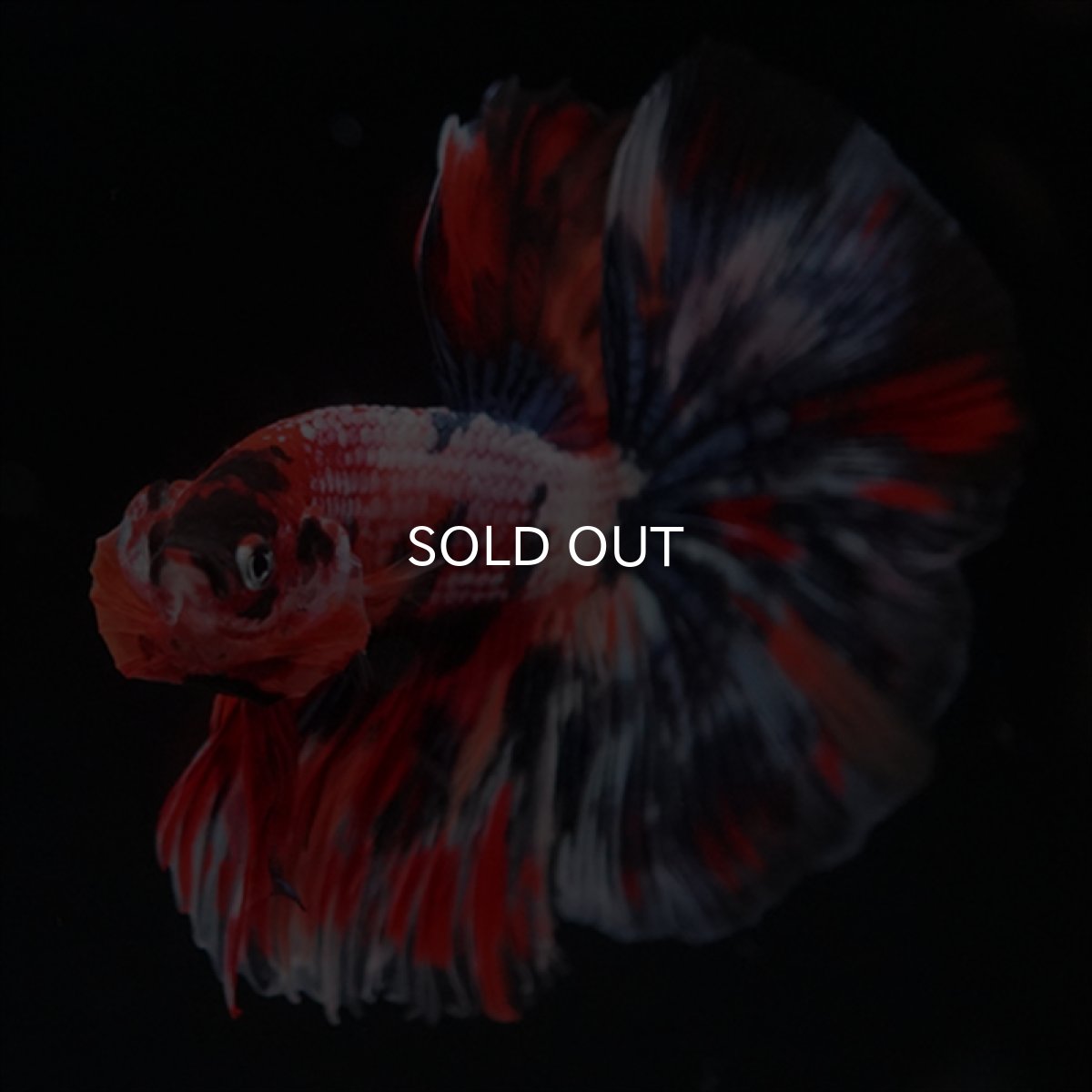 画像4: HM　キャンディギャラクシー (4)