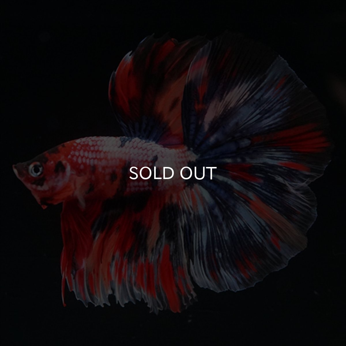 画像1: HM　キャンディギャラクシー (1)