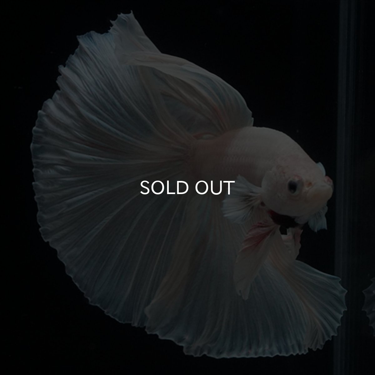 画像3: HM　ホワイト (3)