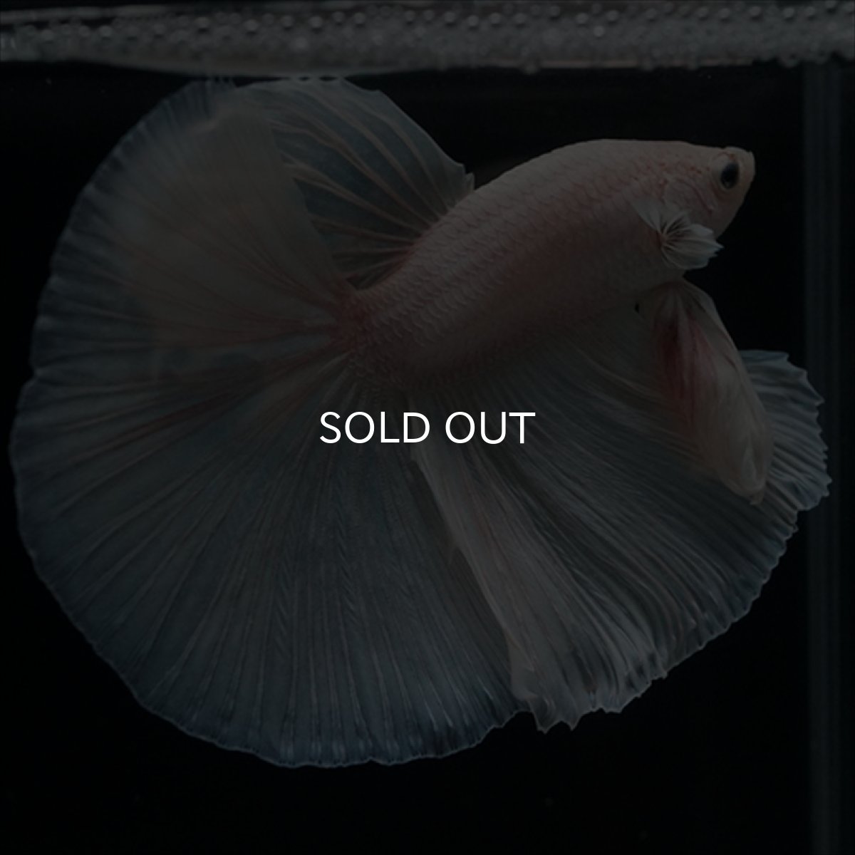 画像4: HM　ホワイト (4)