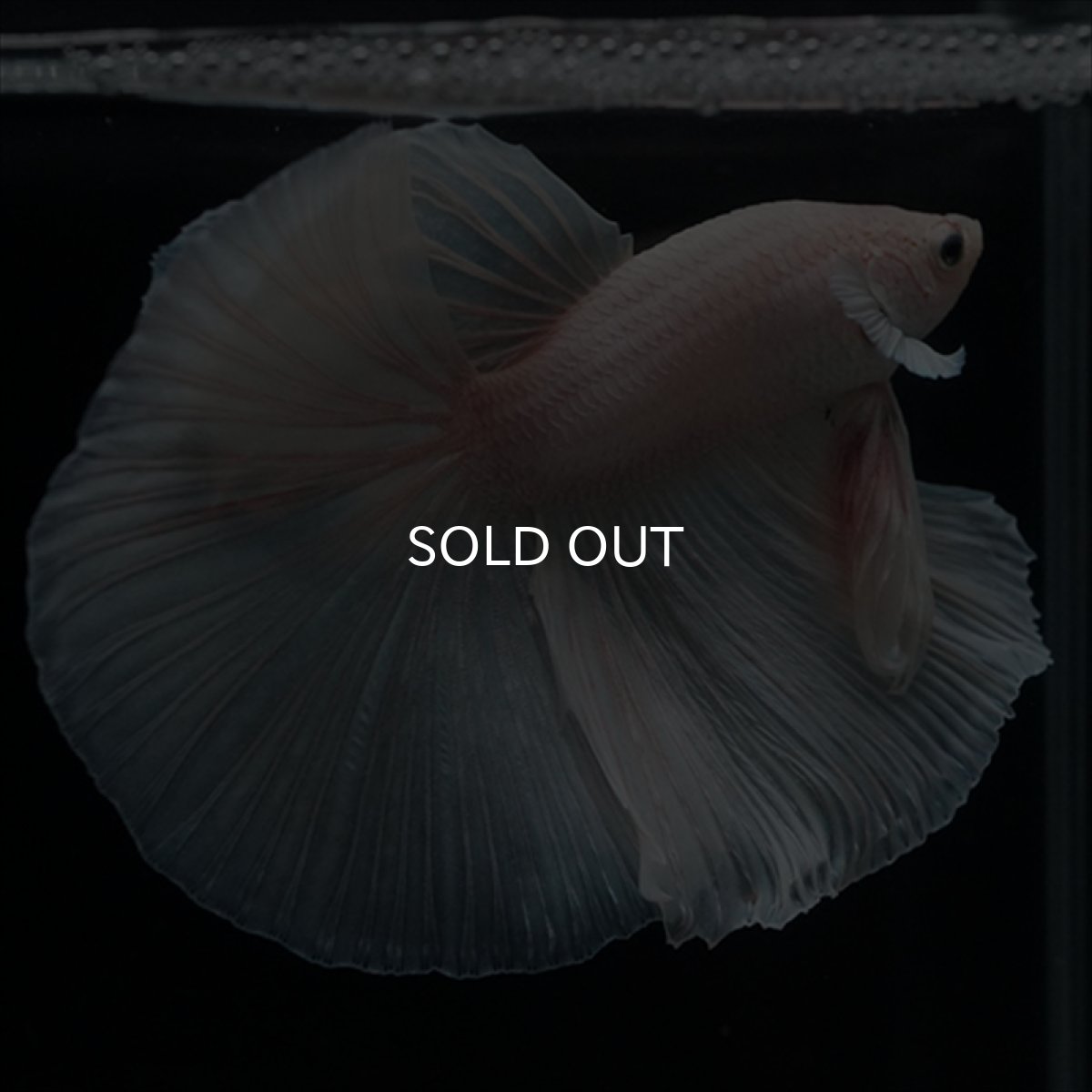 画像9: HM　ホワイト (9)