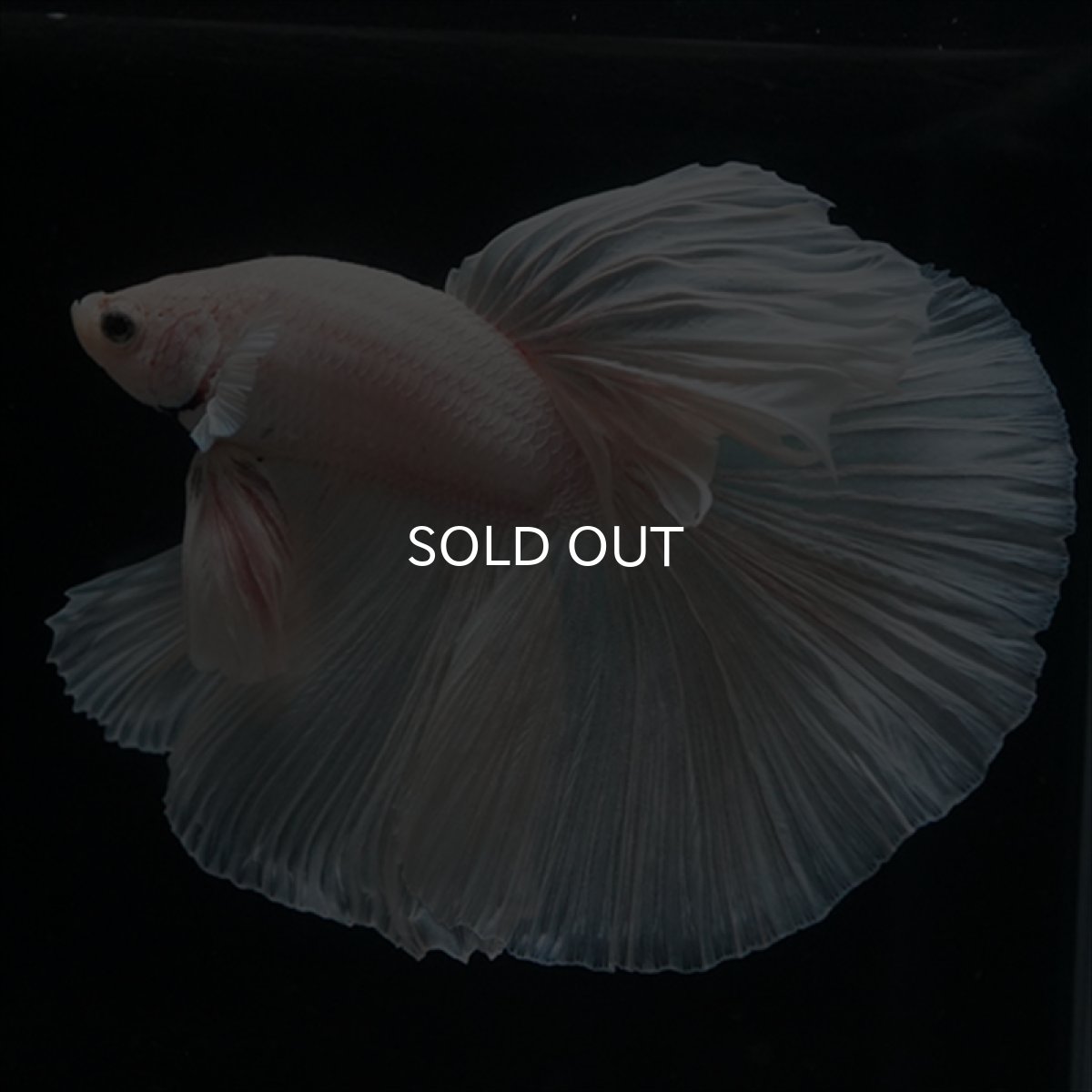 画像1: HM　ホワイト (1)