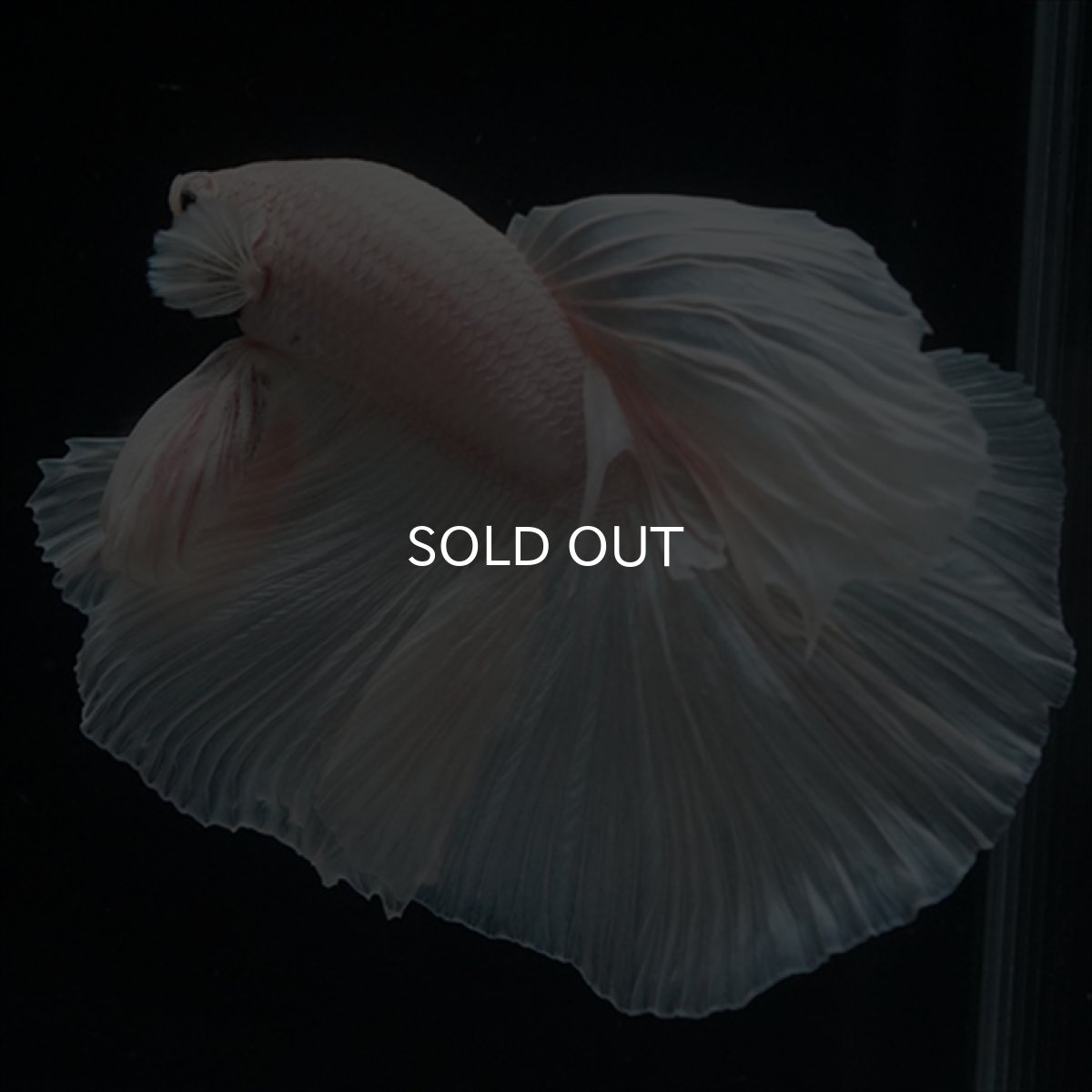 画像8: HM　ホワイト (8)