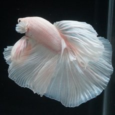 画像8: HM　ホワイト (8)
