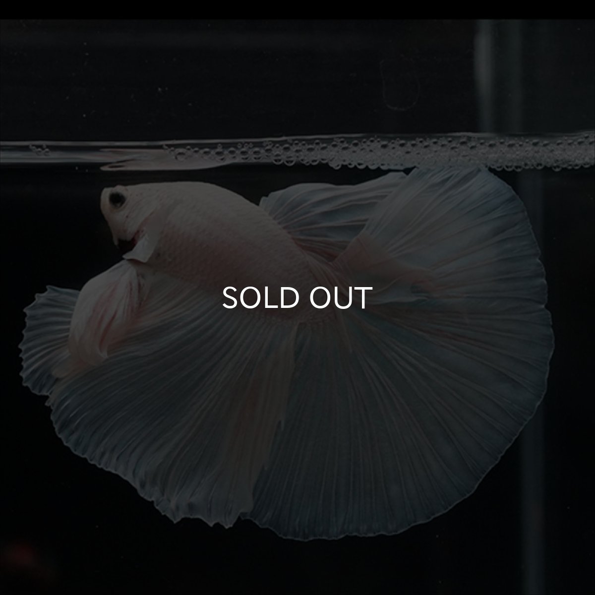 画像7: HM　ホワイト (7)