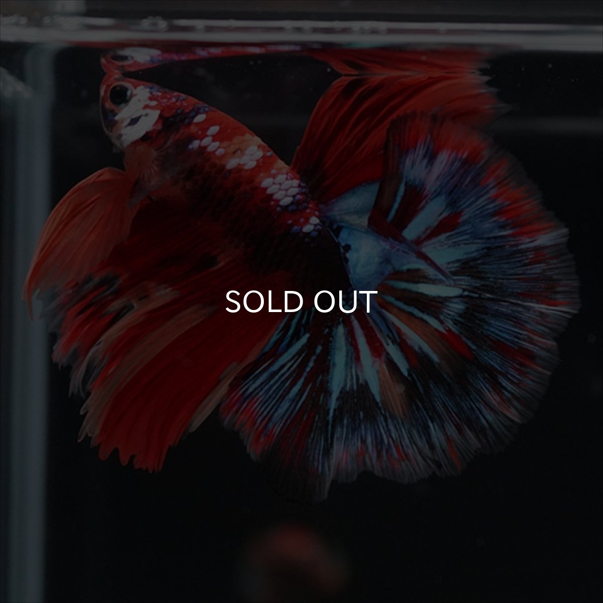 画像10: HM　キャンディgyらくしー (10)