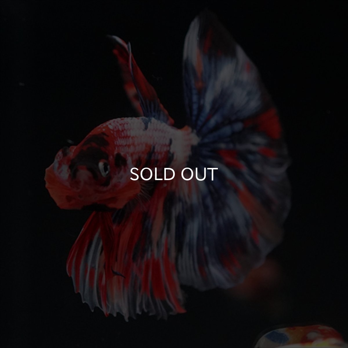 画像9: HM　キャンディgyらくしー (9)