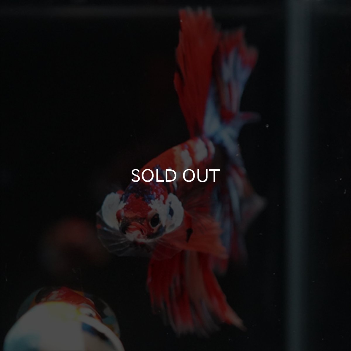 画像8: HM　キャンディgyらくしー (8)