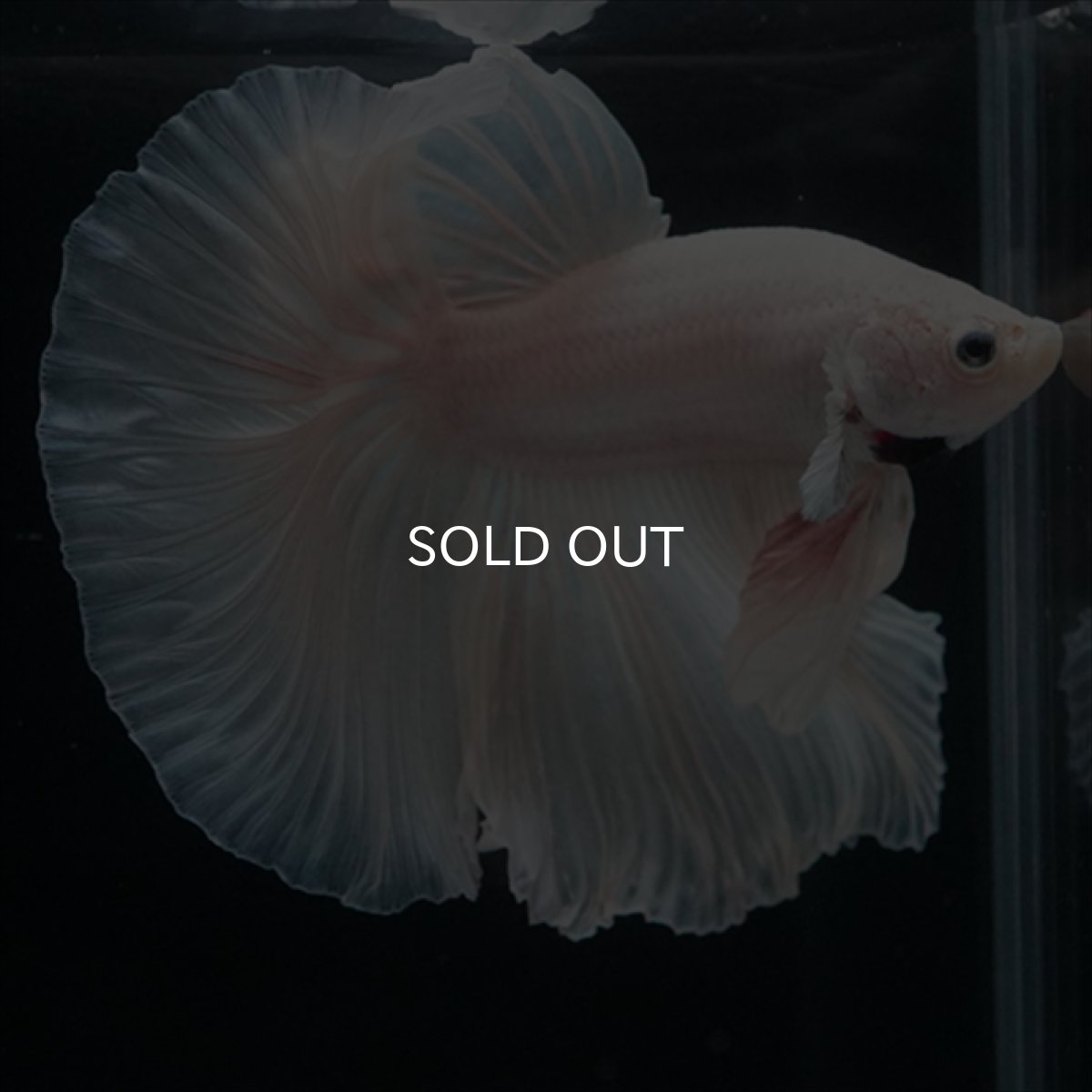 画像6: HM　ホワイト (6)