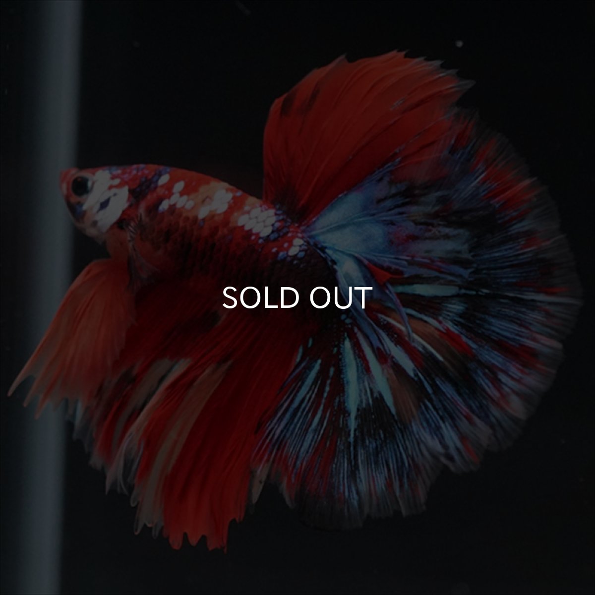 画像7: HM　キャンディgyらくしー (7)