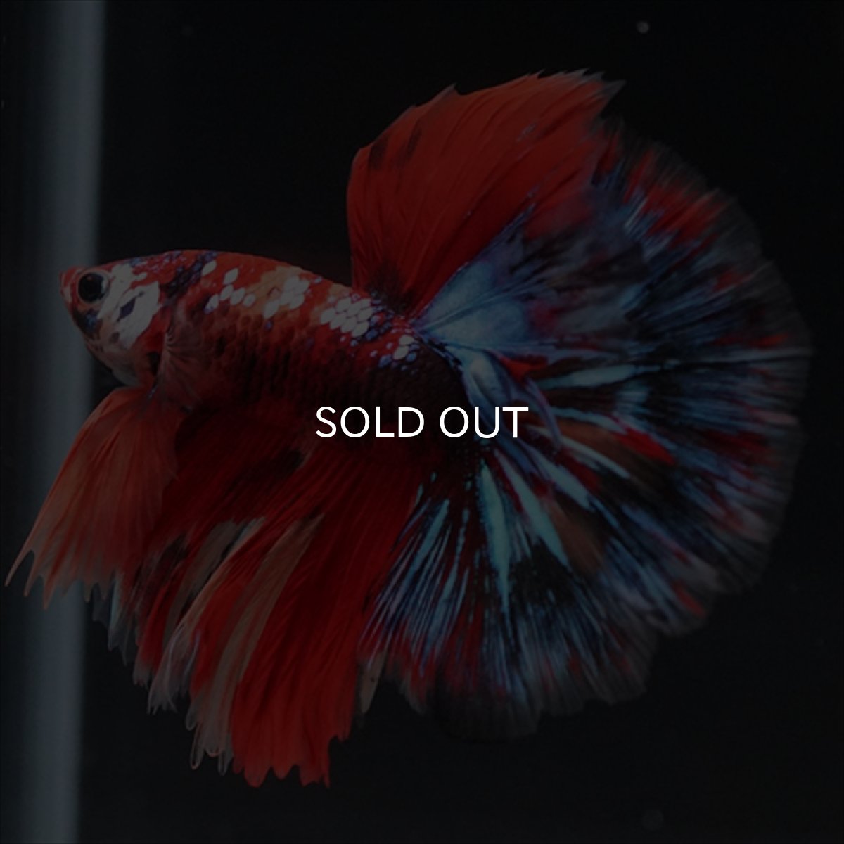 画像6: HM　キャンディgyらくしー (6)