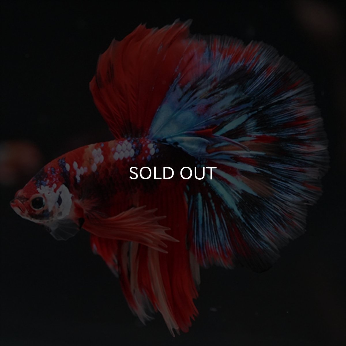 画像5: HM　キャンディgyらくしー (5)