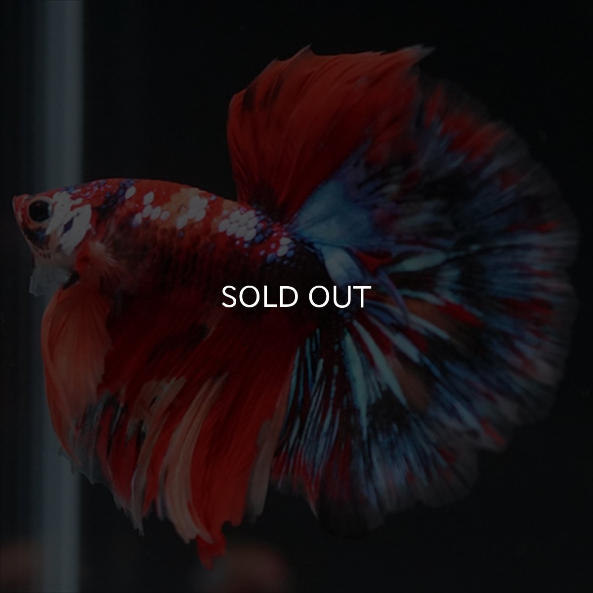 画像4: HM　キャンディgyらくしー (4)