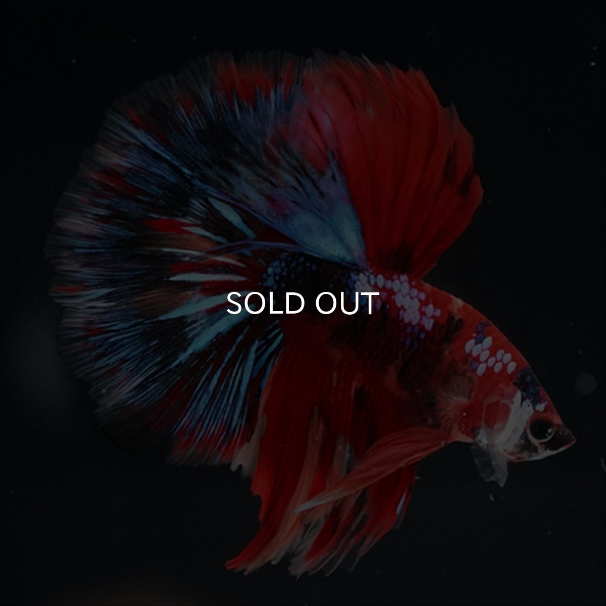 画像2: HM　キャンディgyらくしー (2)