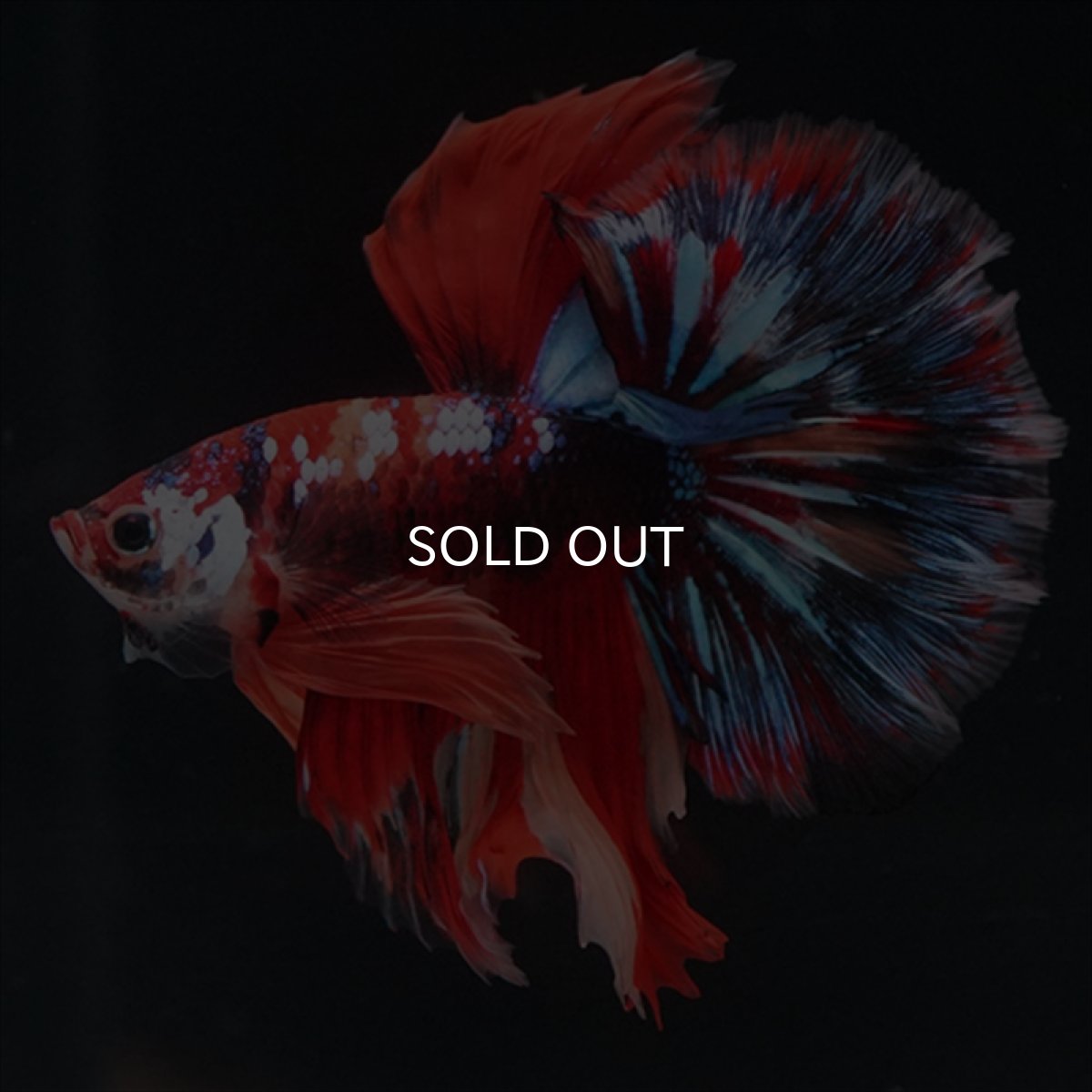 画像3: HM　キャンディgyらくしー (3)