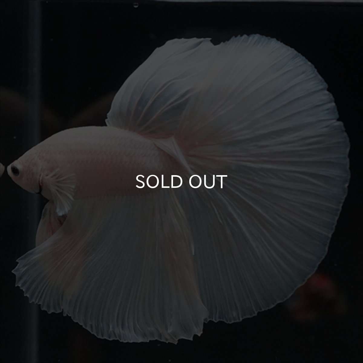 画像5: HM　ホワイト (5)