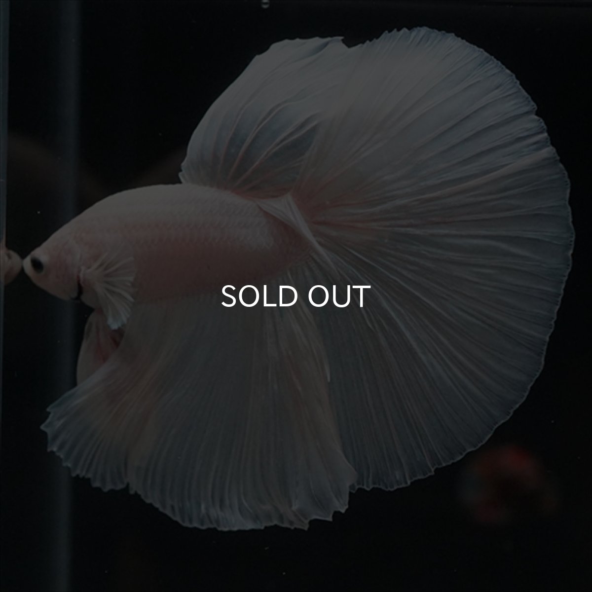 画像2: HM　ホワイト (2)