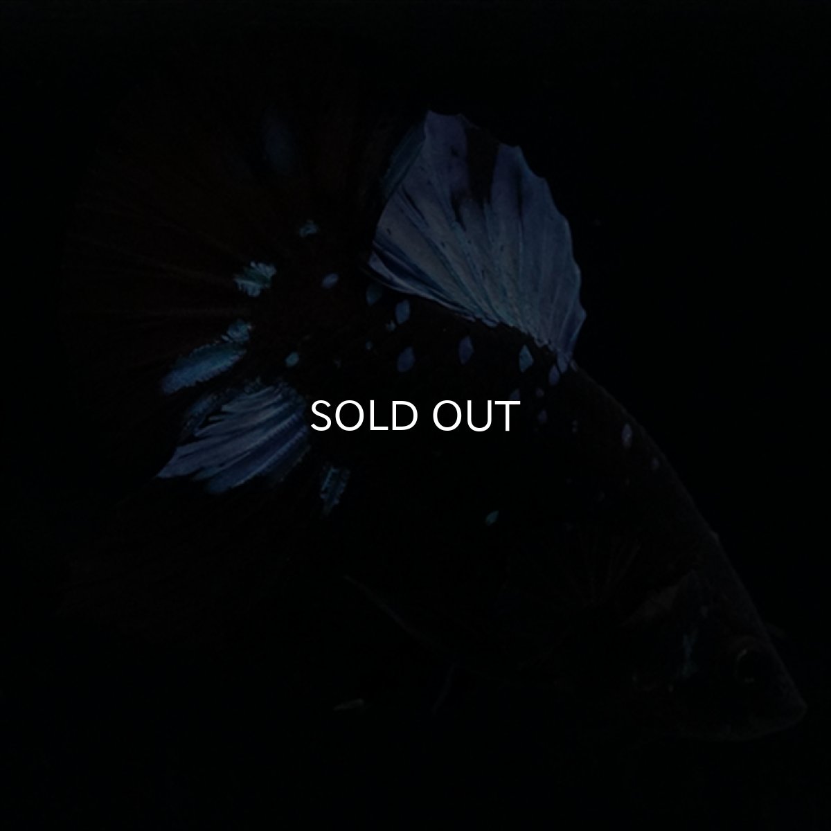 画像3: HMPK　ブルーブラックライト (3)