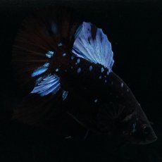 画像3: HMPK ブルーブラックライト (3)