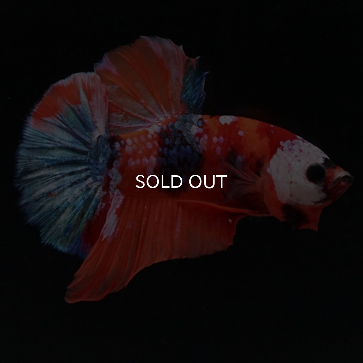 画像3: HMPK　キャンディ (3)