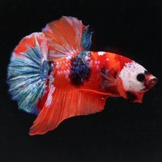 画像3: HMPK キャンディ (3)