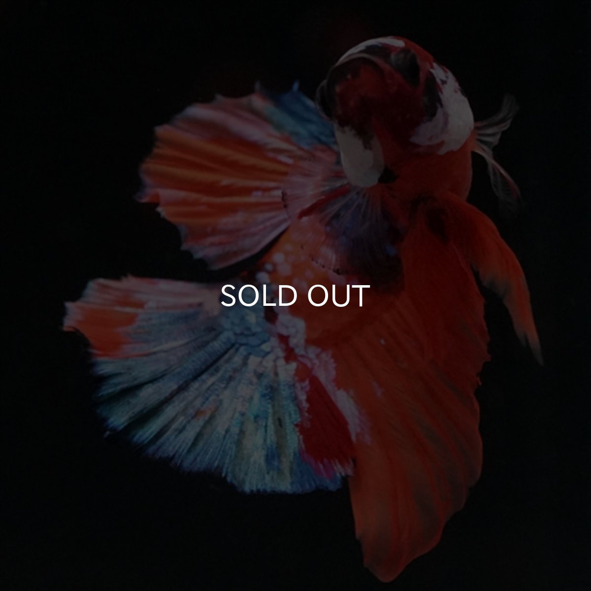 画像4: HMPK　キャンディ (4)