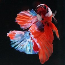 画像4: HMPK キャンディ (4)