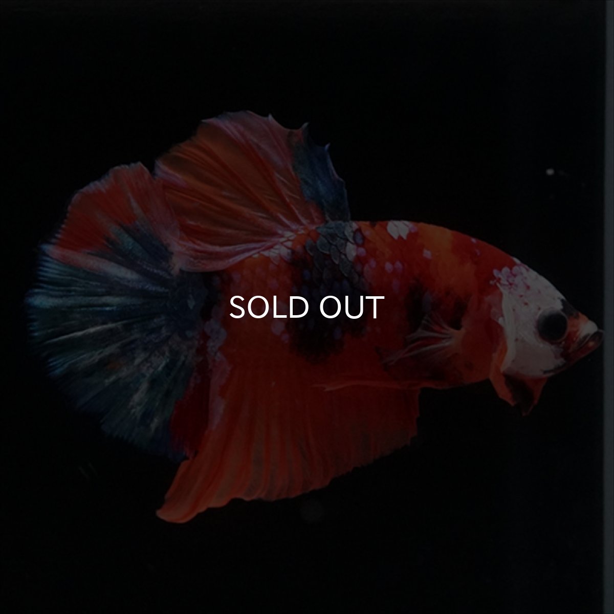 画像5: HMPK　キャンディ (5)