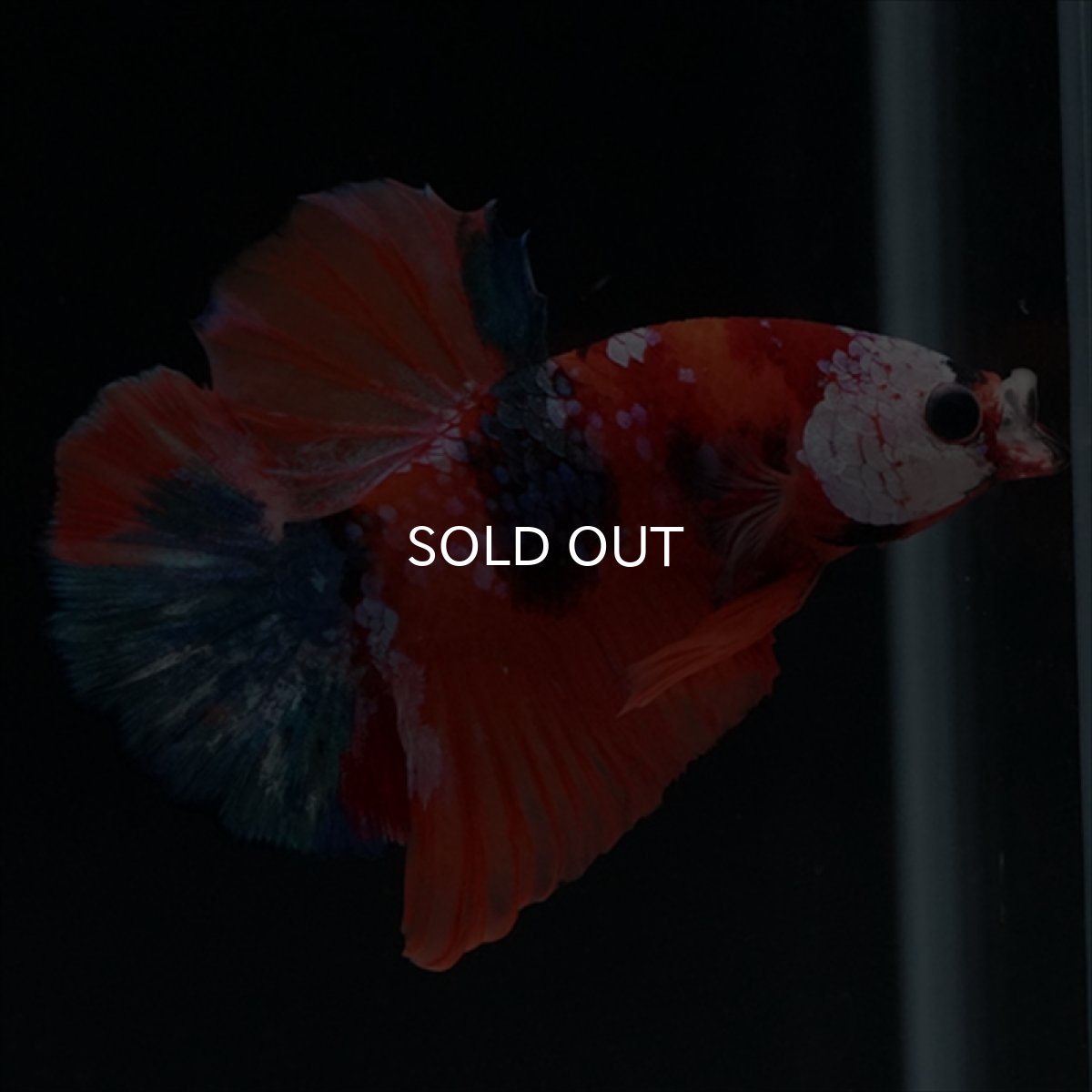 画像6: HMPK　キャンディ (6)