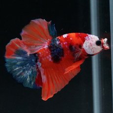 画像6: HMPK キャンディ (6)