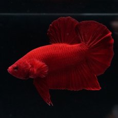 画像3: HMPK ソリッドレッド (3)