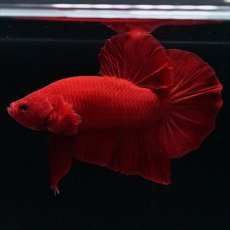 画像4: HMPK ソリッドレッド (4)