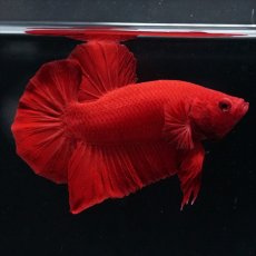 画像2: HMPK ソリッドレッド (2)