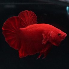 画像5: HMPK ソリッドレッド (5)