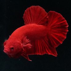 画像6: HMPK ソリッドレッド (6)