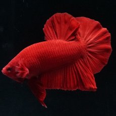 画像1: HMPK ソリッドレッド (1)