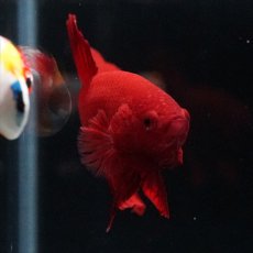 画像7: HMPK ソリッドレッド (7)