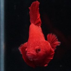 画像8: HMPK ソリッドレッド (8)