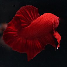 画像9: HMPK ソリッドレッド (9)