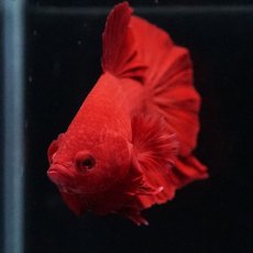 画像10: HMPK ソリッドレッド (10)