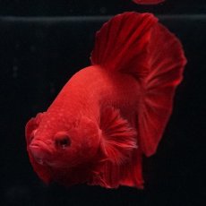 画像11: HMPK ソリッドレッド (11)