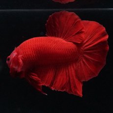 画像12: HMPK ソリッドレッド (12)