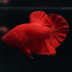 画像13: HMPK ソリッドレッド (13)