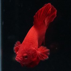 画像15: HMPK ソリッドレッド (15)