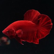 画像16: HMPK ソリッドレッド (16)