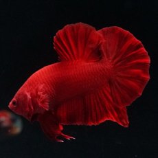 画像18: HMPK ソリッドレッド (18)