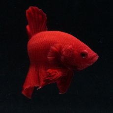 画像19: HMPK ソリッドレッド (19)