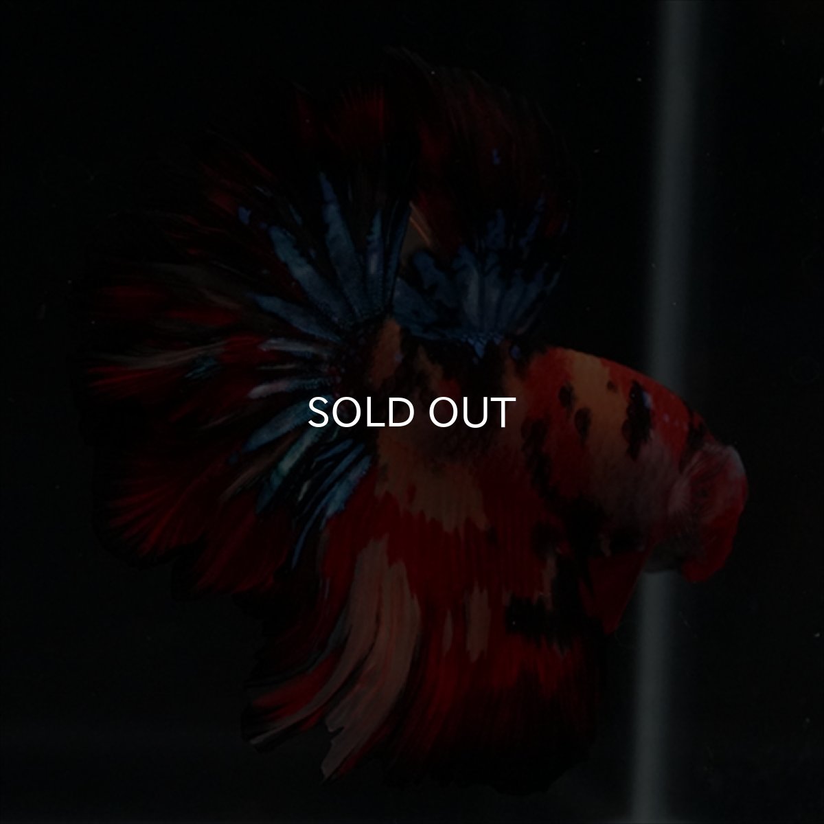 画像4: HM　キャンディ　ローズテール (4)